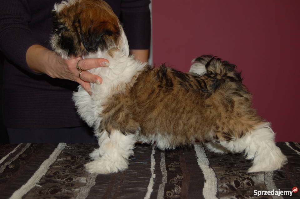 Sprzedam piękną wystawową suczkę Shih Tzu Kielce