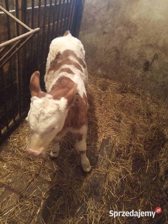 Byczek Simental Szyk