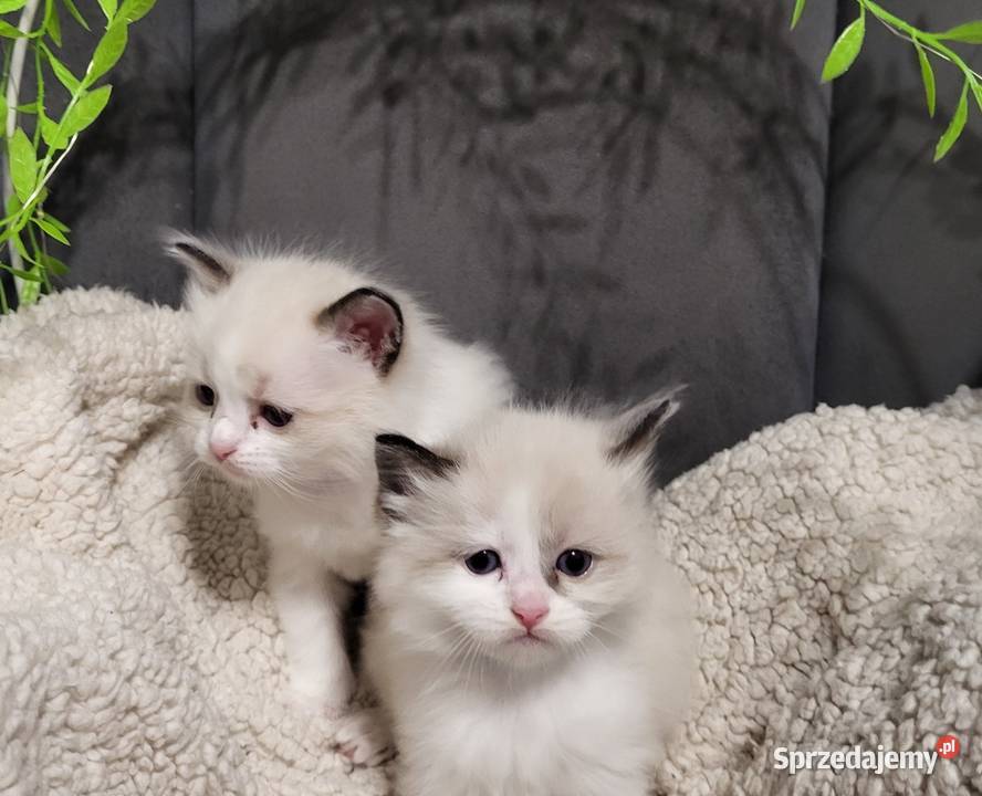 Ragdoll dwaj bracia bicolor łódzkie Piorunówek