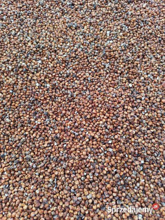 Sorgo zbiór 2025 Zboża Zboża Bronice sprzedam