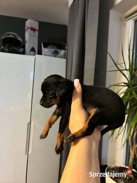 Pinczer pińczerki ratlerki mini Lublin