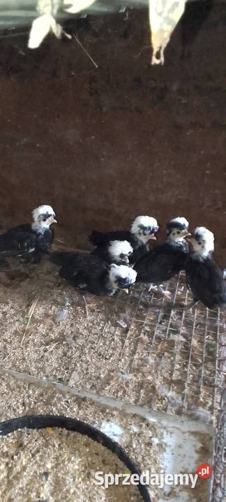 Sprzedam kurczaki rasy białoczub holenderski Zwierzęta Sarnów sprzedam