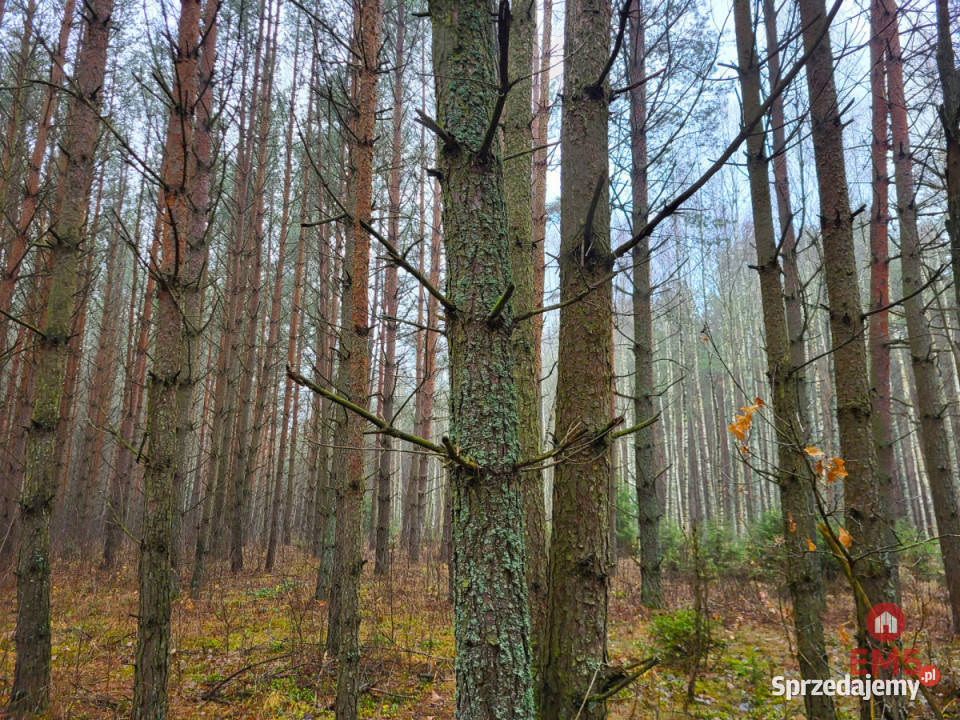 Działka 32000m2 Dubicze Cerkiewne leśna sprzedam