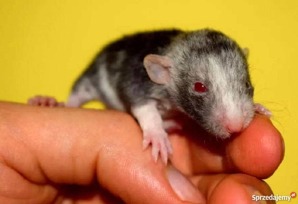 Szczury szczurki szczur dumbo dumbo rex Wrocław