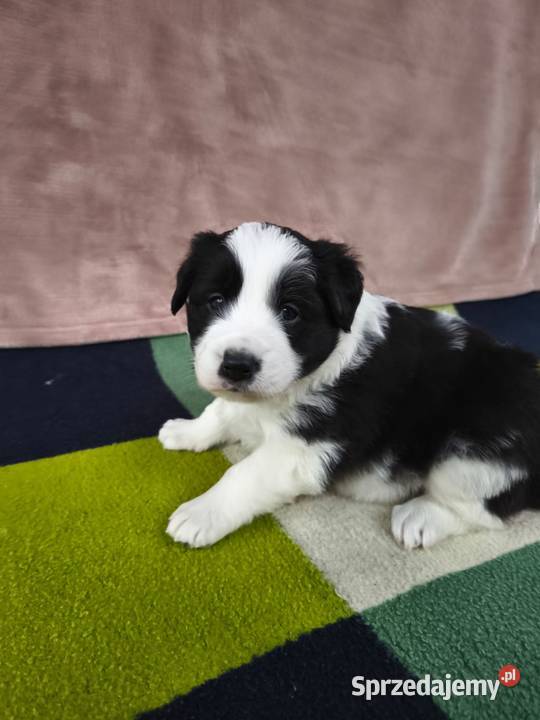 Szczeniaczki Border Collie Krosno