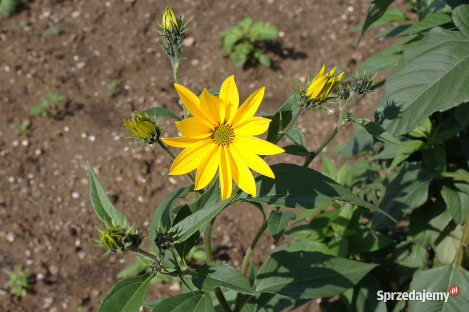 Topinambur słonecznik bulwiasty sadzonki 15 pomorskie Gdynia