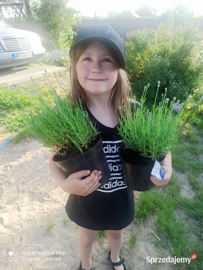 Nasiona lawendy lekarskiej lawendula Korczew