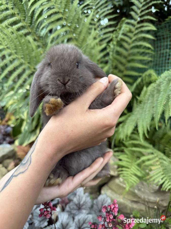Mini Lop Króliki Miniaturowe Baranki Gryzonie podkarpackie Godowa sprzedam