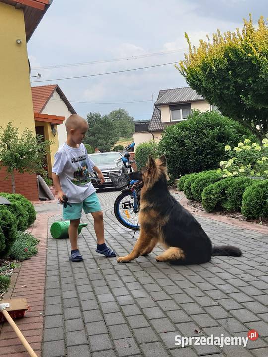 Owczarek Niemiecki Długowłosy Szczenięta FCI Owczarek