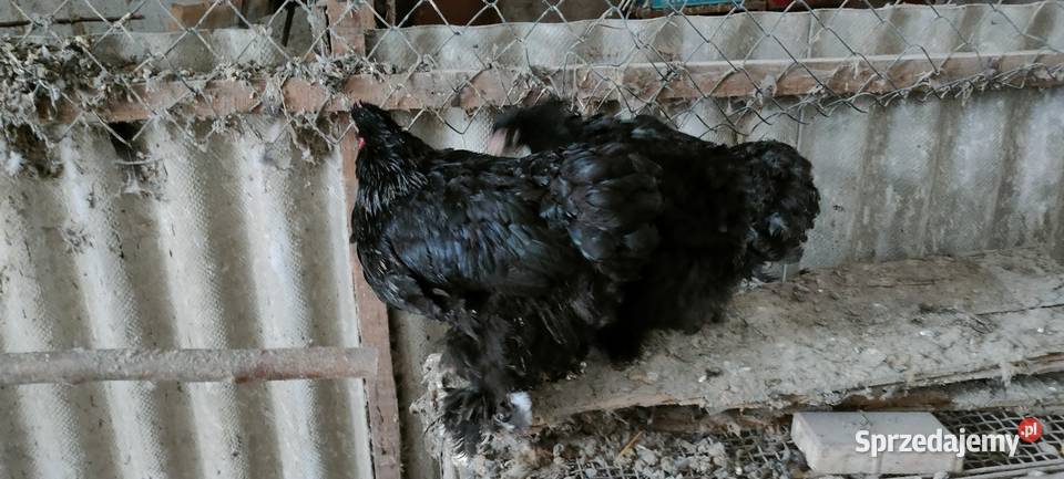 Kury kochiny olbrzymie Drób i ptactwo lubelskie