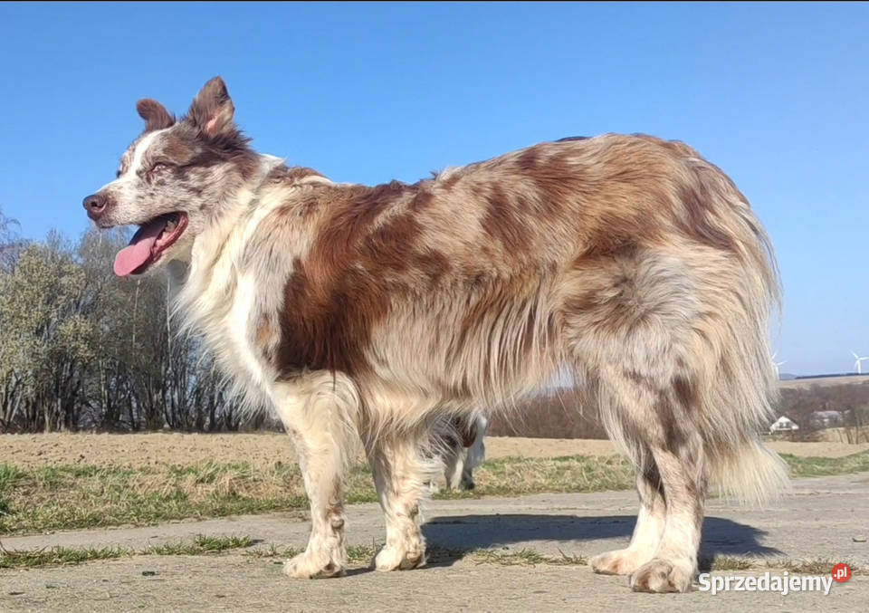 Wspaniała suczka bluemerle BORDER COLLIE podkarpackie Iwonicz