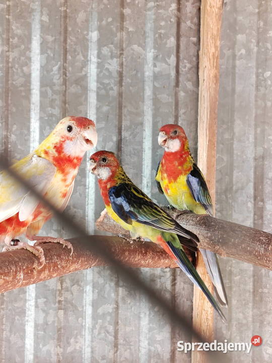 Sprzedam papugi rozella królewska białolica Sochaczew sprzedam