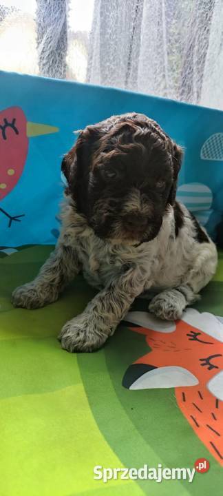 Lagotto Romagnolo śląskie Będzin
