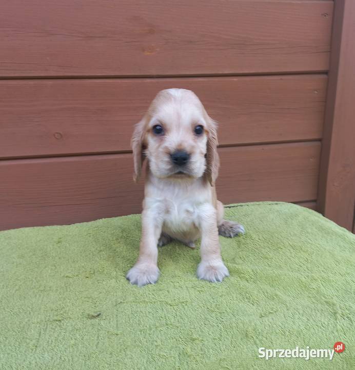 Cocker Spaniel Angielski Piesek Nosek czarny wielkopolskie