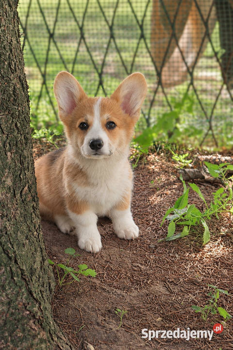 Welsh Corgi Pembroke Chłopak Pozostałe Kraków