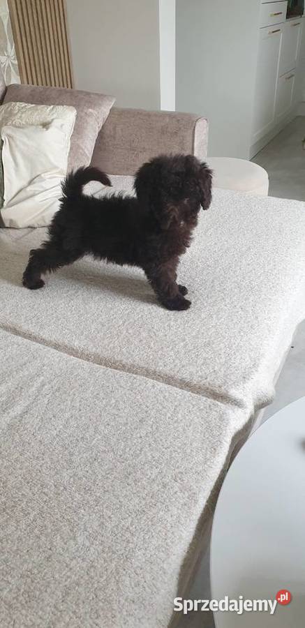 Pies pudel toy miniatura śląskie Szarlejka