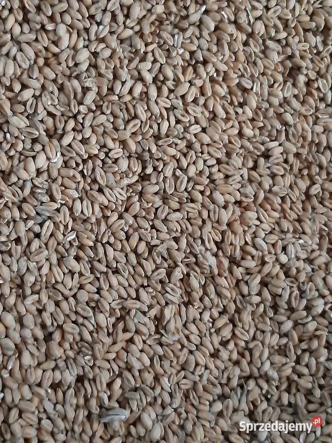 Pszenica 2025 Rolnictwo