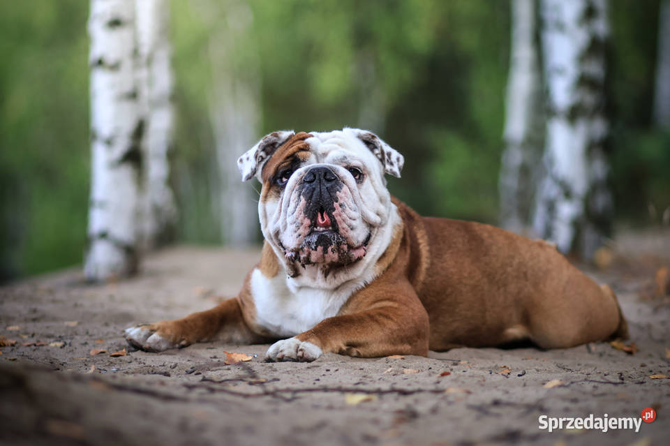 Buldog Angielski REPRODUKTOR krycie championem Bydgoszcz sprzedam