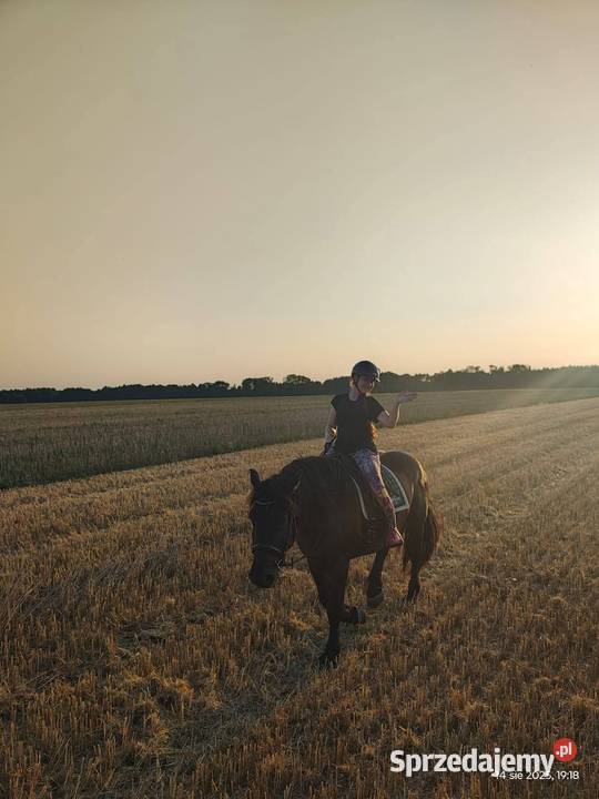 Sprzedam karego wałacha PKZ około 160 Oleśnica