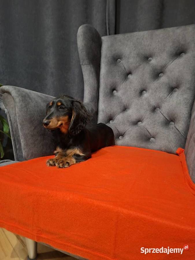 Jamnik długowłosy suczka Żyrardów sprzedam