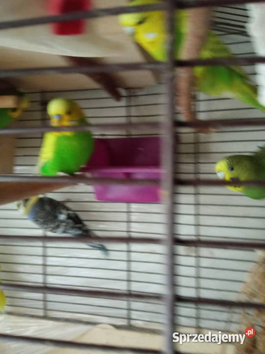 Papużki faliste dwumiesięczne i starsze sprzedam małopolskie