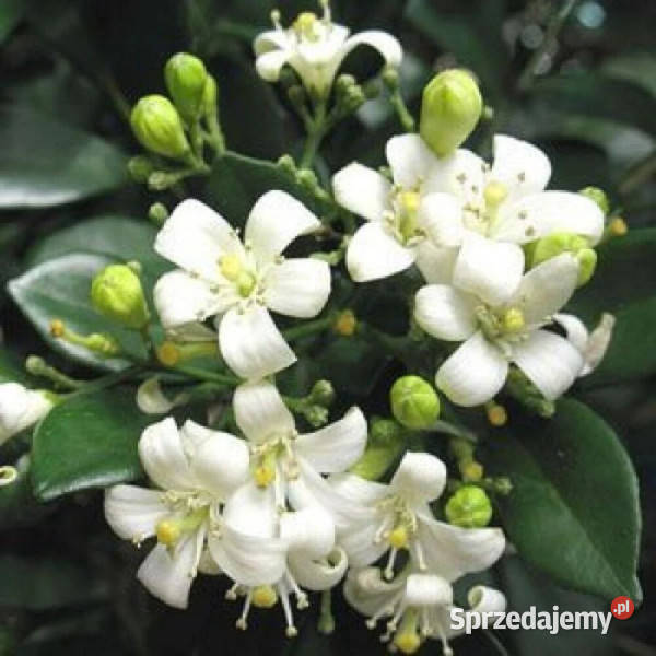 JAŚMIN POMARAŃCZOWY Murraya paniculata NASIONA Lubanie sprzedam