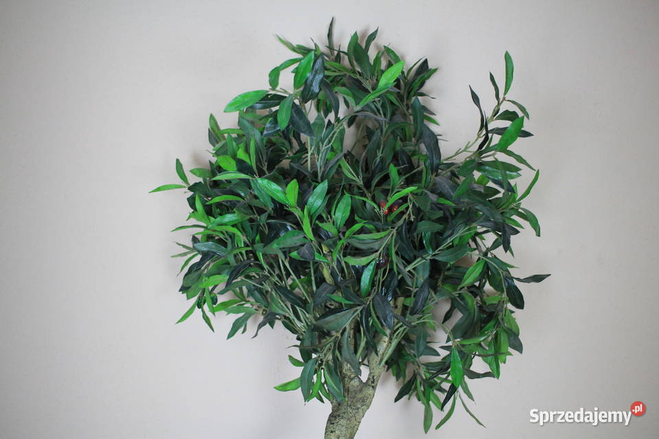 Piękne drzewko donica