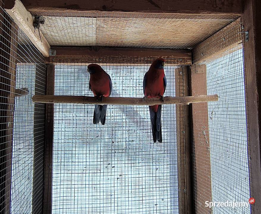 Rozella Królewska para 2019 roku Myślenice