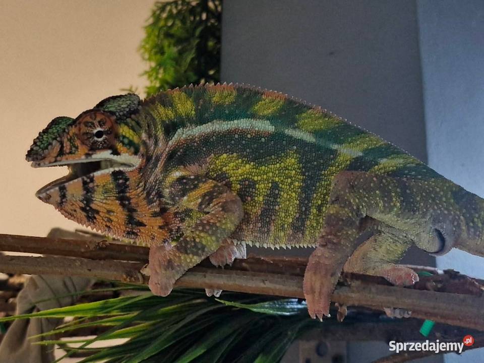 Kameleon lamparci odmiany lokalizacyjnej Sambava Gady i płazy śląskie Kozy