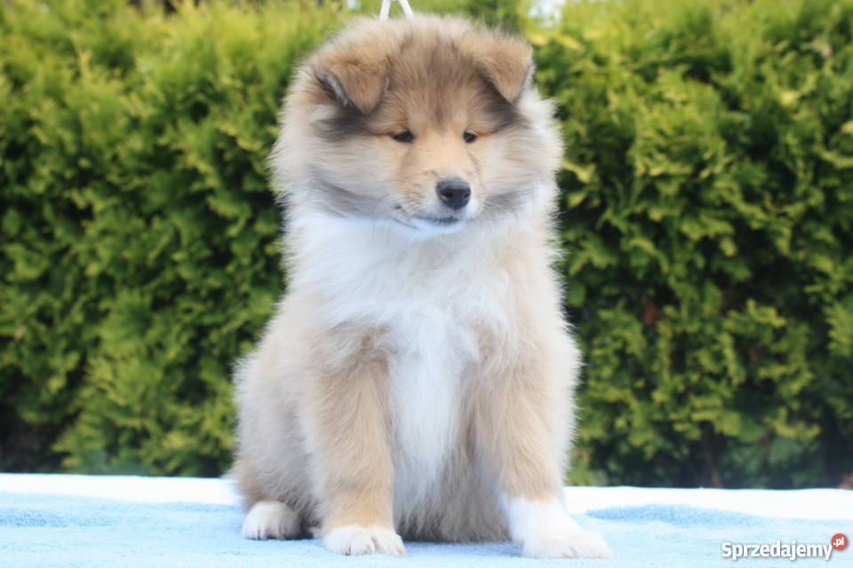 Owczarek szkocki collie długowosy mazowieckie