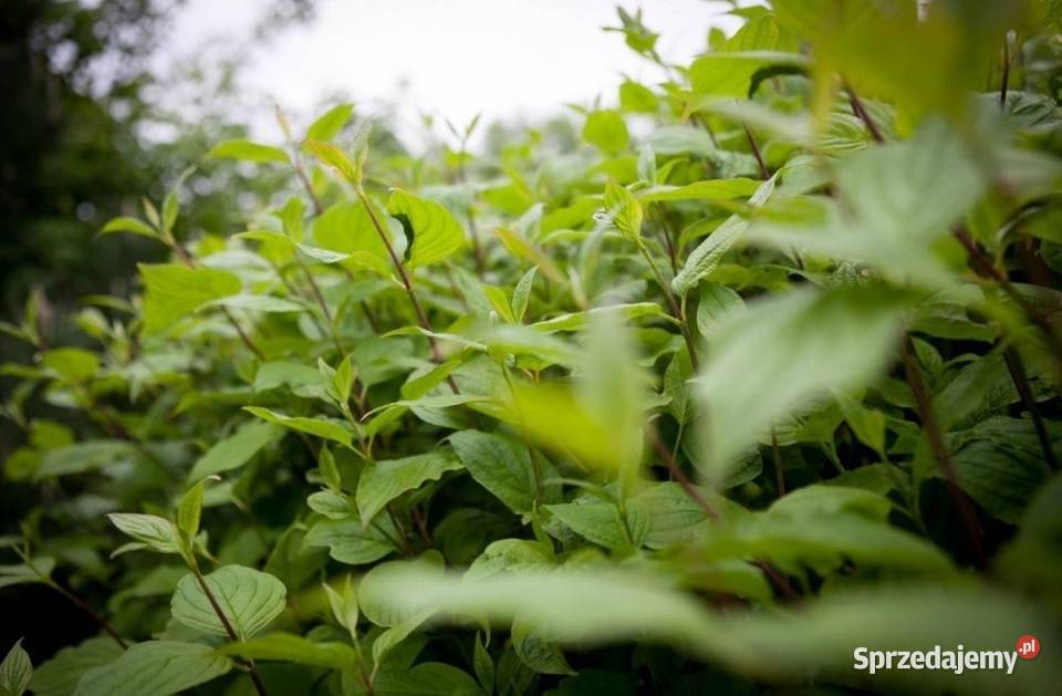 Dereń biały Sibirica Cornus alba 90120 z gruntu