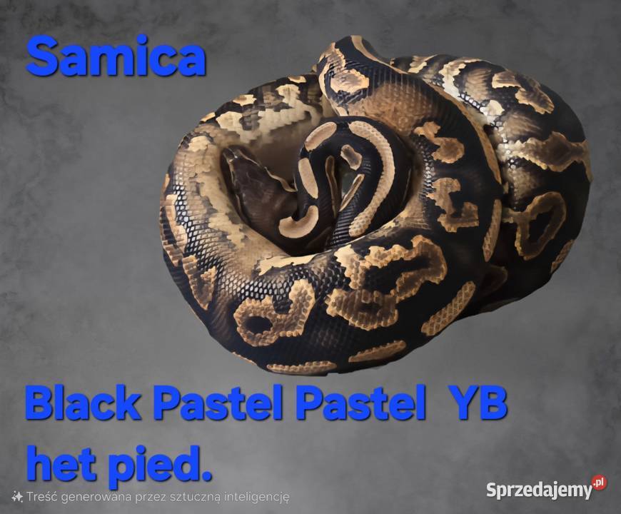 Pytony królewski Puławy sprzedam