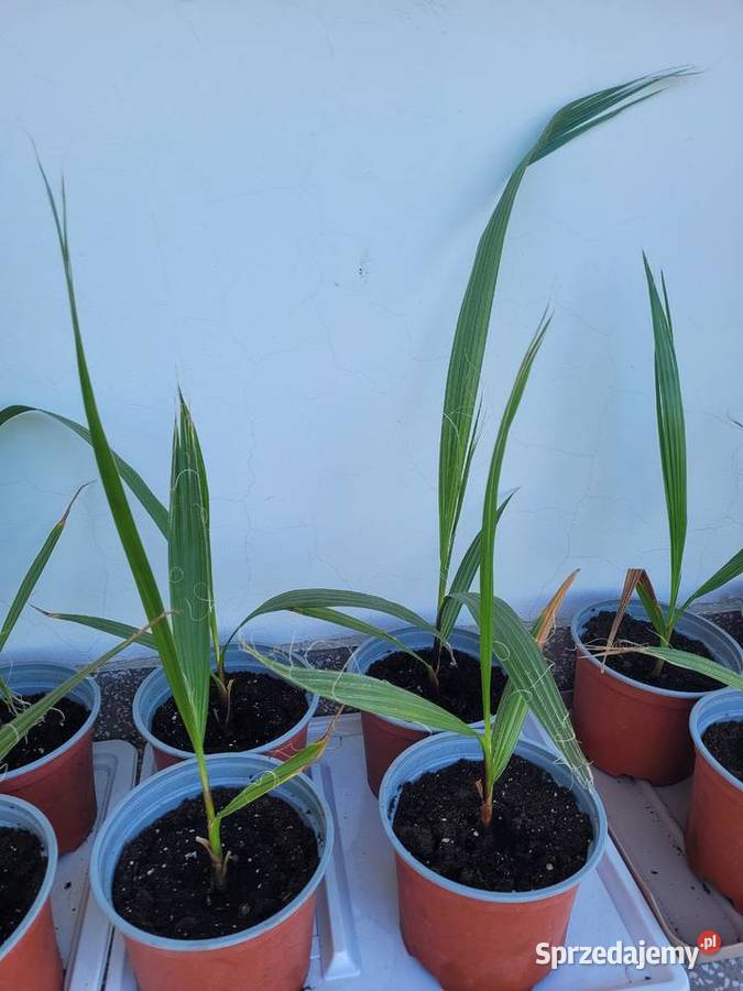 Palma Waszyngtonia Robusta mazowieckie Radzymin sprzedam