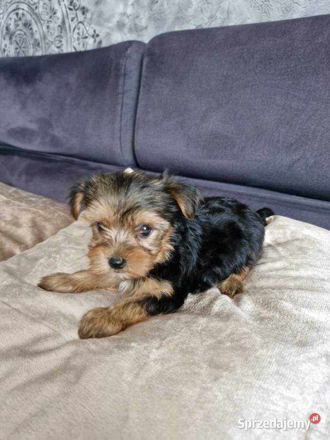 Yorkshire terrier sprzedam piesek i suczkę Morąg sprzedam