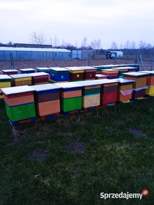 Sprzedam rodziny pszczele