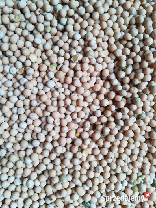 Groch siewny odmiana Batuta 2023 Produkcja roślinna