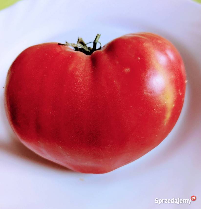 Bavole serce duże nasiona kolekcjonerskie Kraków