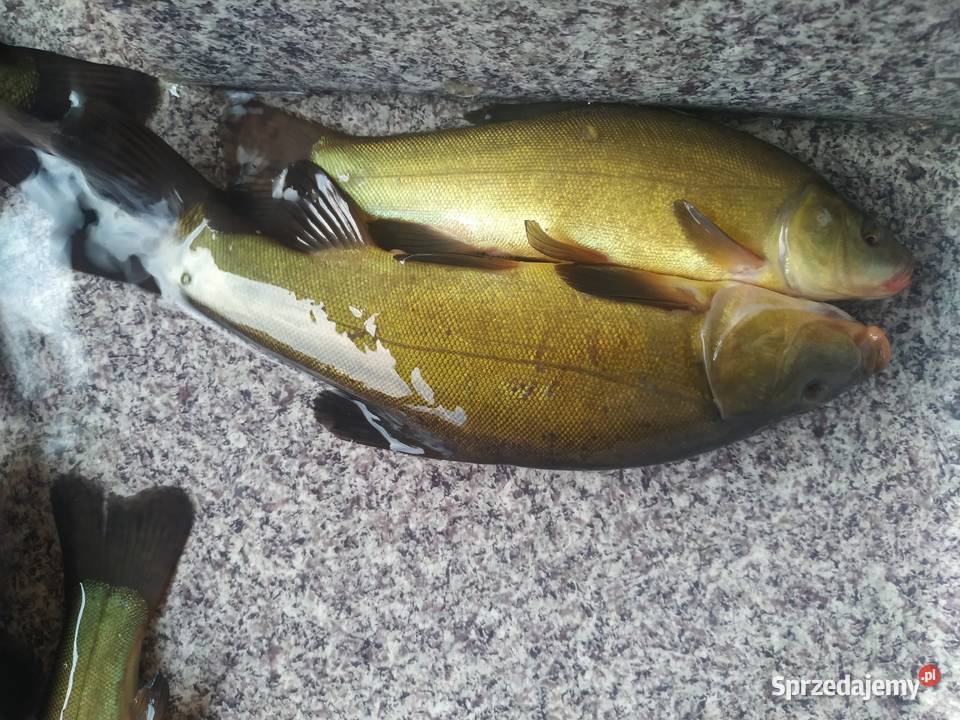 LIN KARAŚ POSPOLITY ZŁOCISTY łódzkie Łódź