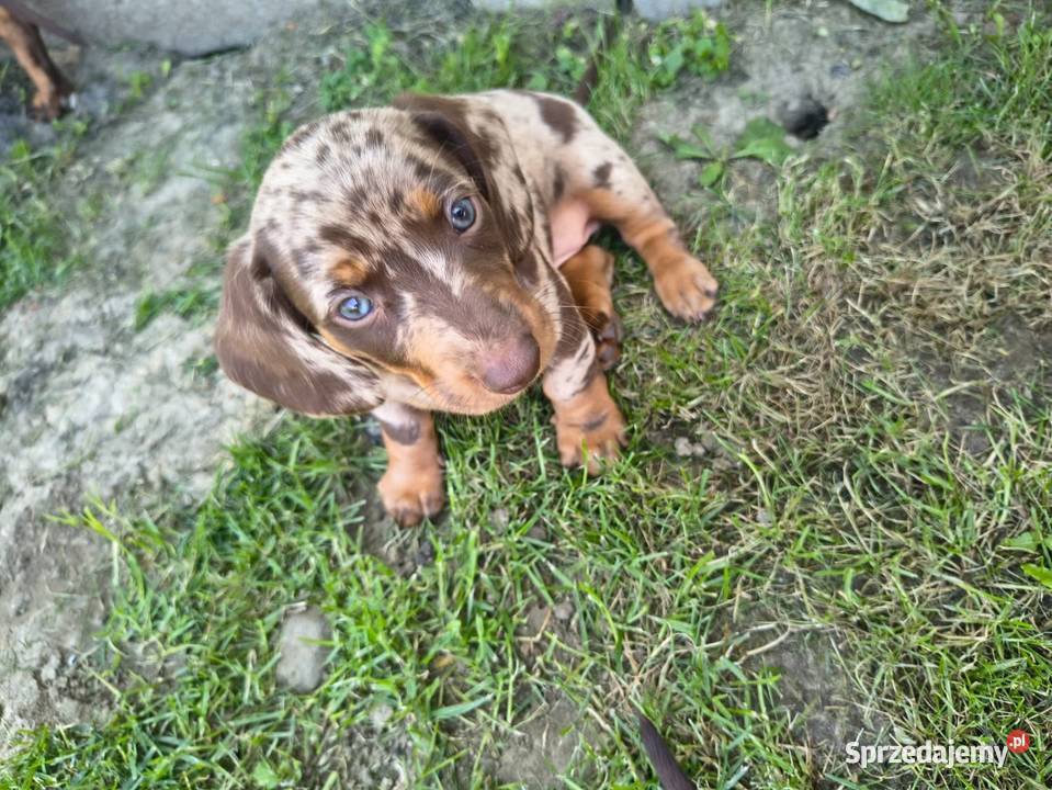Jamnik Choco Merle Czekoladowy Żychlin