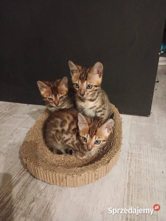 Sprzedam kotka Bengalskiego Zwierzęta Gorzów Wielkopolski