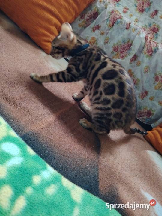 sprzedam koty Bengalskie Bengalski Warszawa