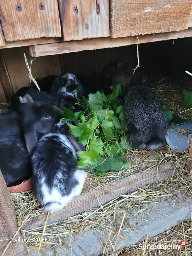 Barany francuskie Żłobizna