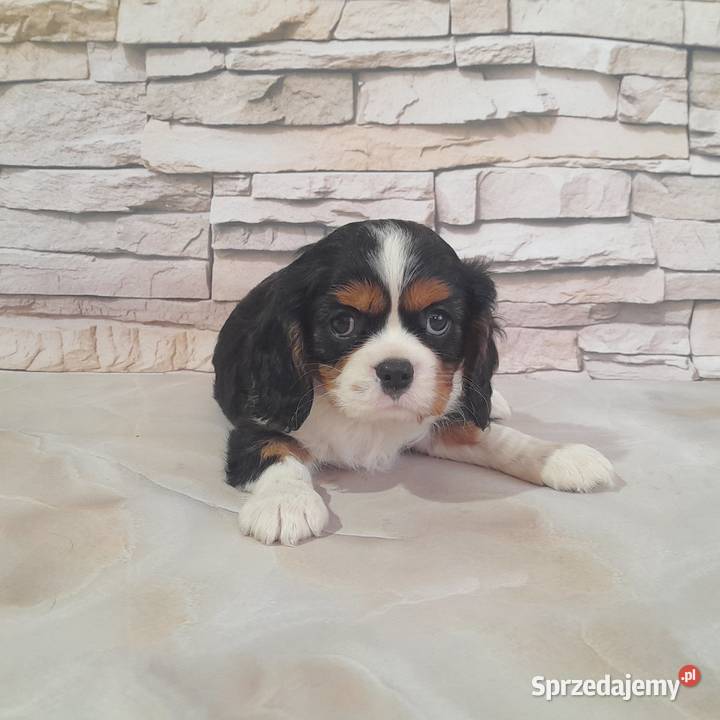 szczenięta Cavalier king charles spaniel