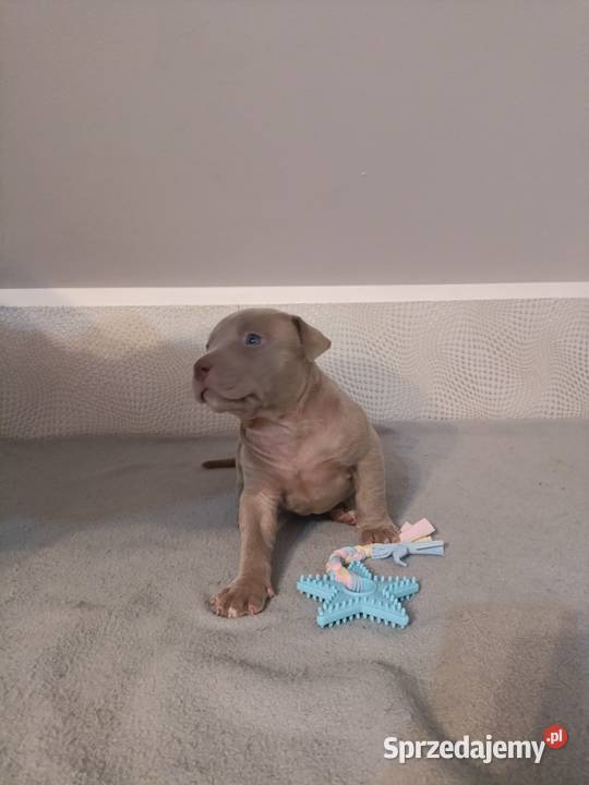 Szczeniaki American staffordshire terrier Psy lubelskie Nieledew sprzedam