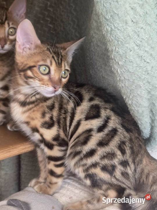 Kociaki Bengalskie gotowe do odbioru Józefów