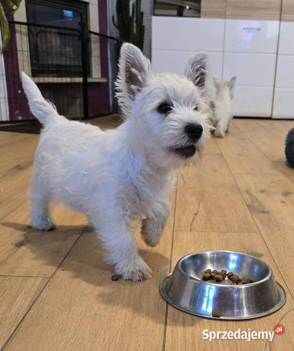 West highland white terrier westi zkwp FCI West Highland White Terrier Piątkowisko