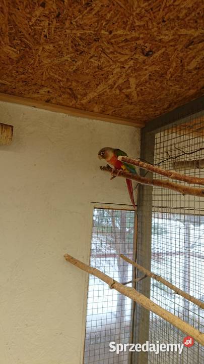 Rudosterka Zielonolica PineappleSuncheek Złotoryja