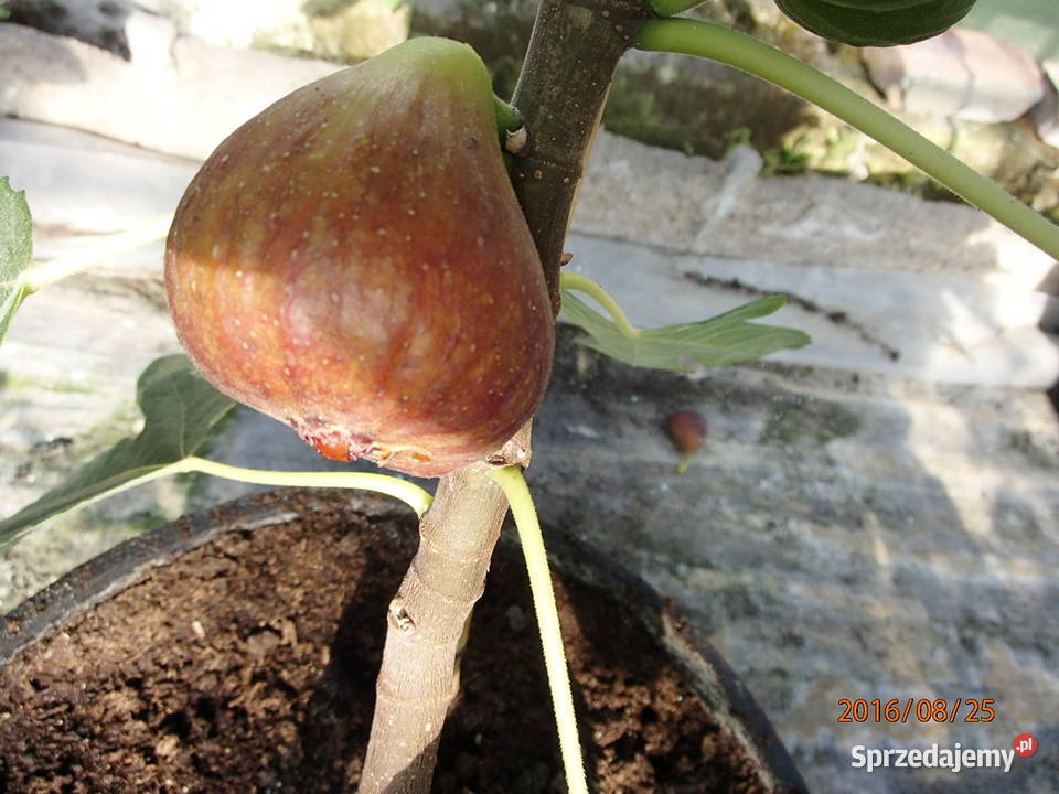 Figa brown turkey sadzonka w doniczce 2030 sprzedam