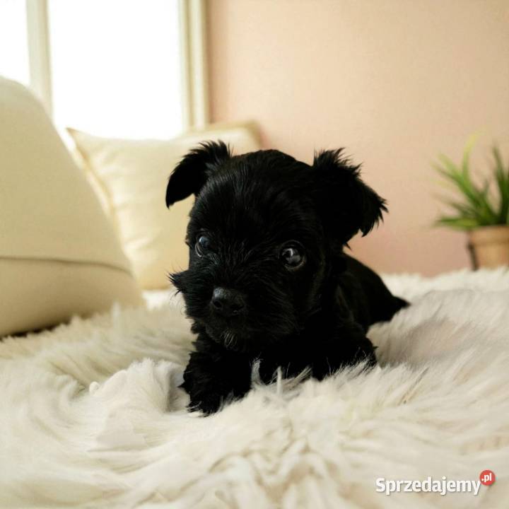 Czarny York Nie wybarwi się Umowa Rodowód Chip Opole