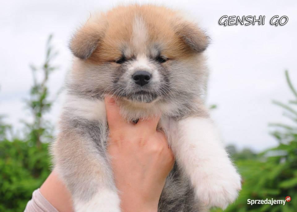 AKITA INU DOSKONAŁE SZCZENIACZKI WYBITNYCH RODZI Wałcz sprzedam